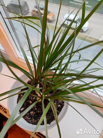 Пальма драцена 10 см