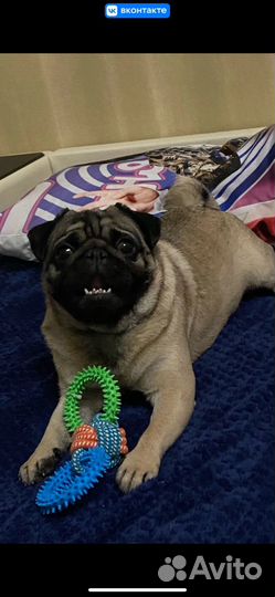 Мопс вязка мальчик