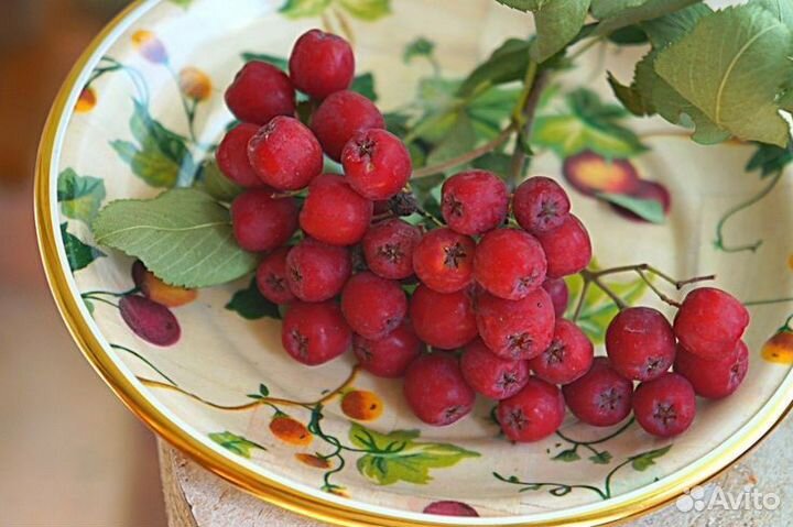 Плоды боярышника крупноплодного