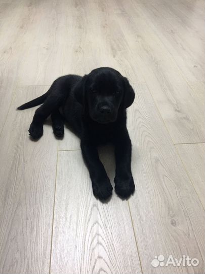 Выгул собак