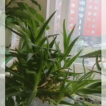 Алоэ лечебный