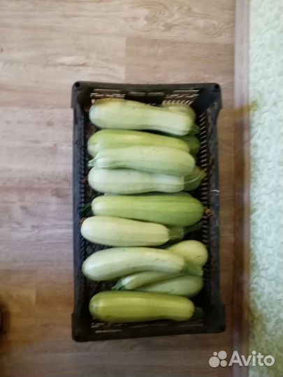 Продаю кабачки экологически чистые