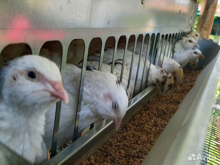 Помёт перепелиный