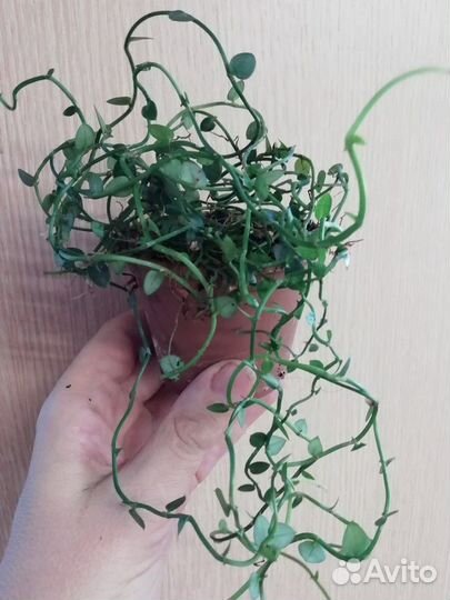 Супер мини монстера