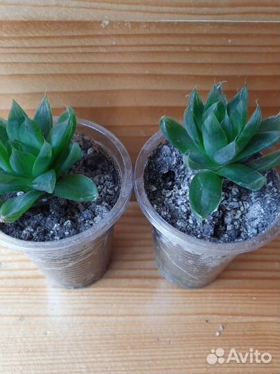 Хавортии разные