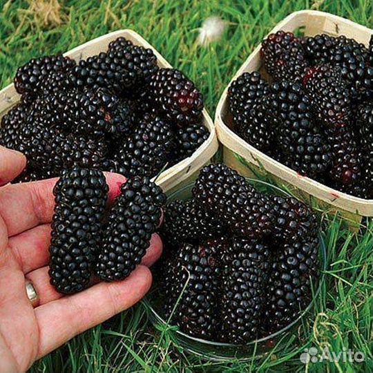 Ежевика крупноплодная