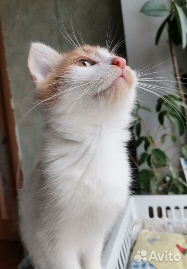 Котенок мальчик ищет заботливых хозяев