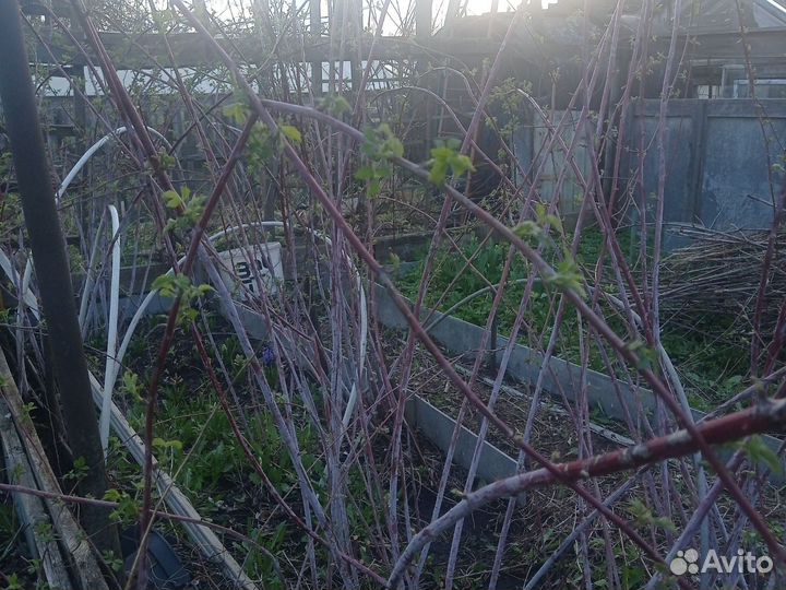 Чёрная малина, саженцы