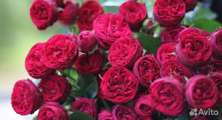 Розы Пионовидные.Букет.Купить