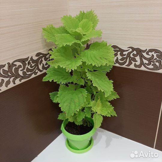 Шикарные колеусы