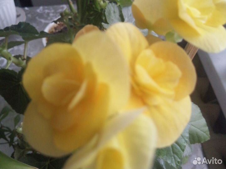 Спатифиллум