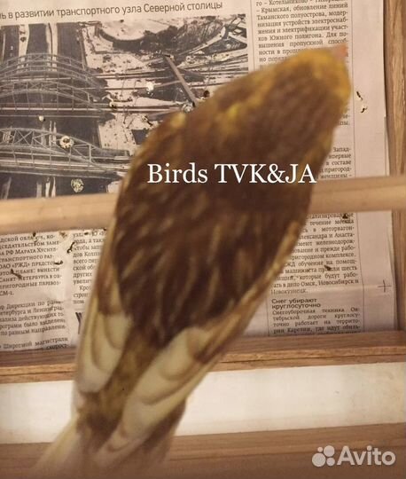 Кенара и канарейки