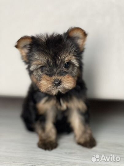 Йоркширский терьер щенки