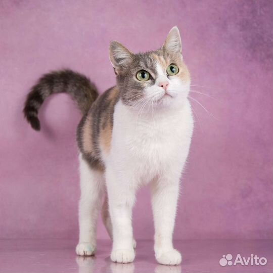 Кошки в добрые руки