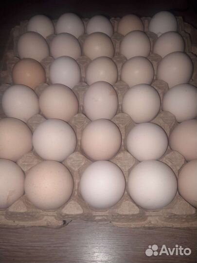 Инкубационное яйцо бройлера