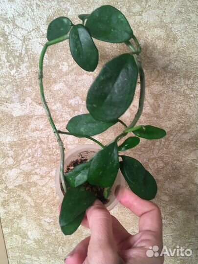 Хойя Лиза, Ваетти триколор, Псанги вар