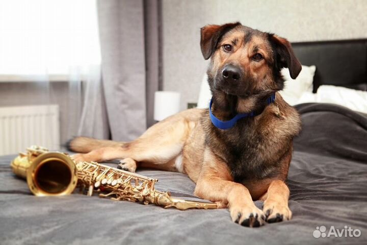 Марсель так долго ждёт хозяина