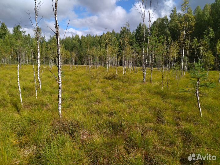 Клюква свежая