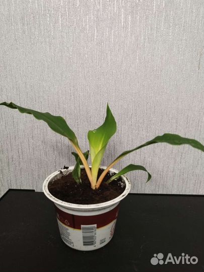 Хлорофитум грин оранж