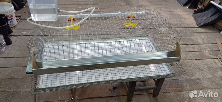 Перепела Техасцы, яйца для инкубации, клетки