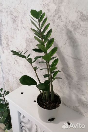 Замиокулькас