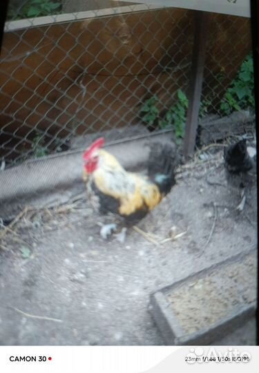 Продам молодых петухов