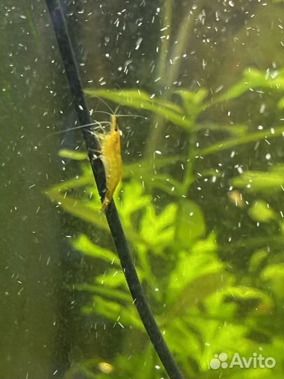 Улитки хилена, креветки оранж