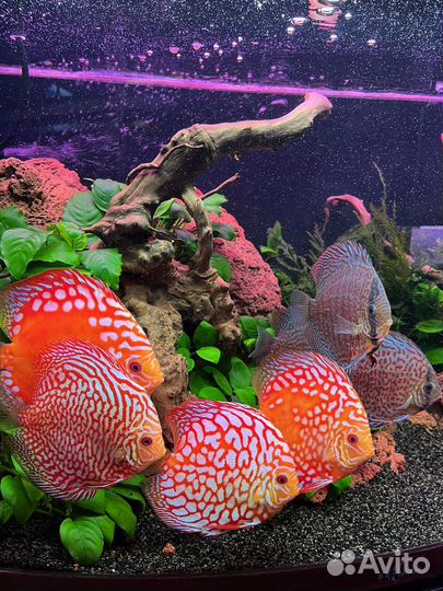 Дискусы в наличии и под заказ