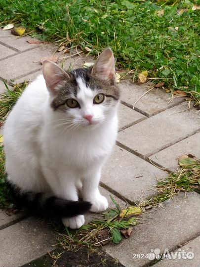 Кошечка в добрые руки