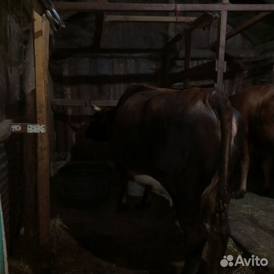 Коровы дойные молочные