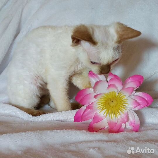 Девчата эксклюзивных окрасов