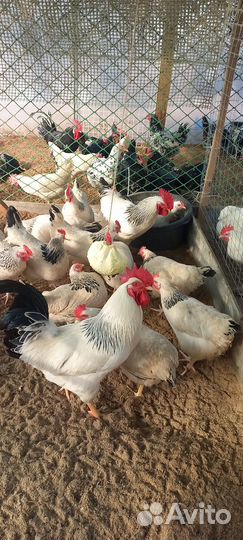 Инкубационное яйцо Адлерская Серебристая