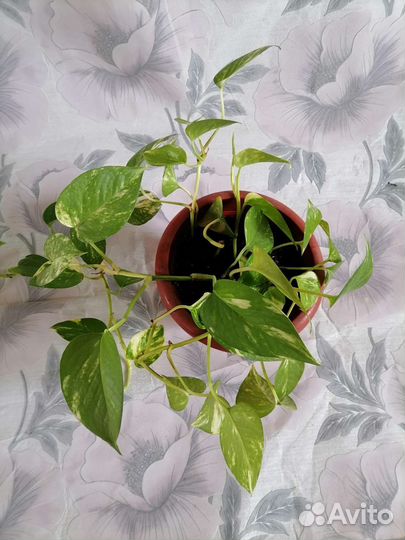 Сциндапсус