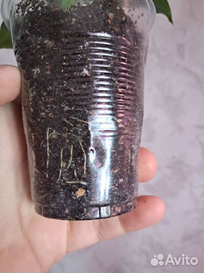 Спатифилум мун шадоу