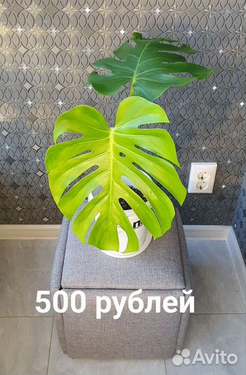 Молодые монстеры
