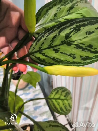 Аглаонема сильвер бей