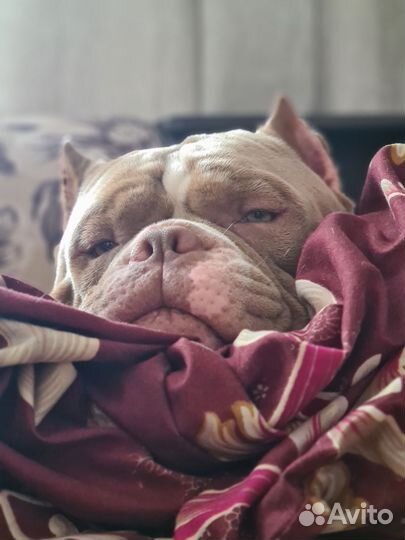 Американский булли