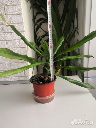 Драцена душистая