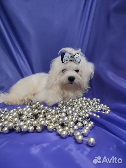 Красавец Тимофей