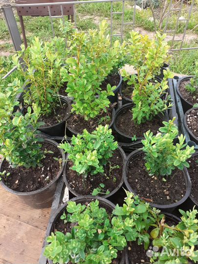 Саженцы самшита