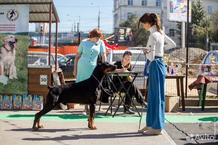 Хендлер. Выставки собак