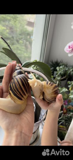 Улитки ахатины ретикулята большие