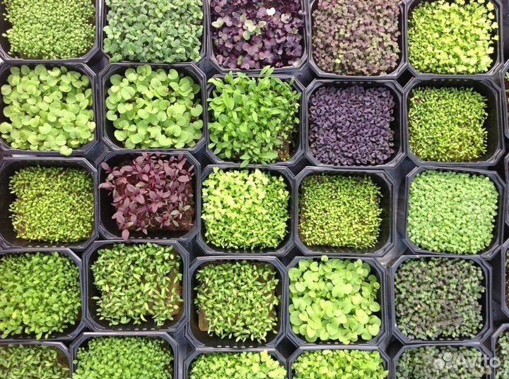 Микрозелень, просто и со вкусом