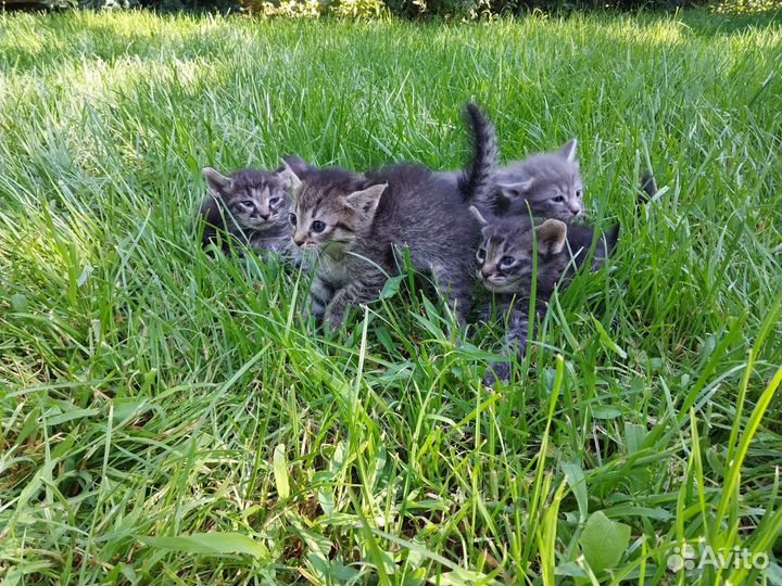 Котята в добрые руки бесплатно