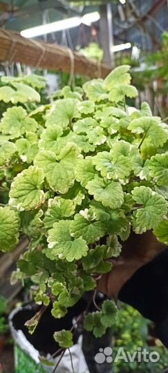 Будра плющевидная