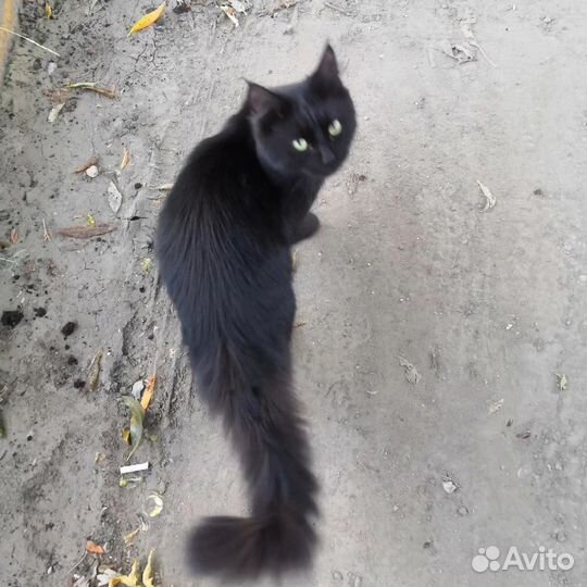 Черный кот