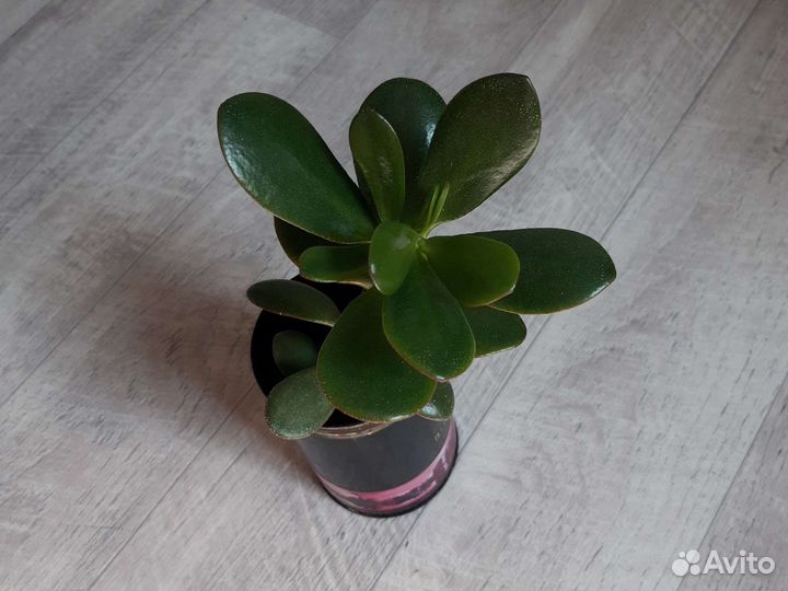 Толстянка(денежное дерево)