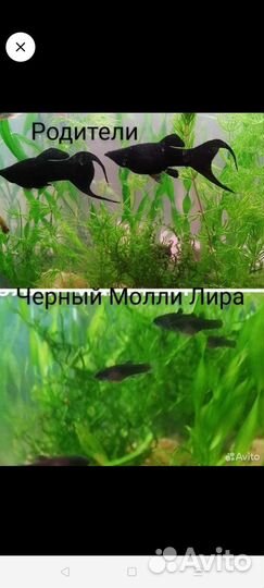 Аквариумные рыбки