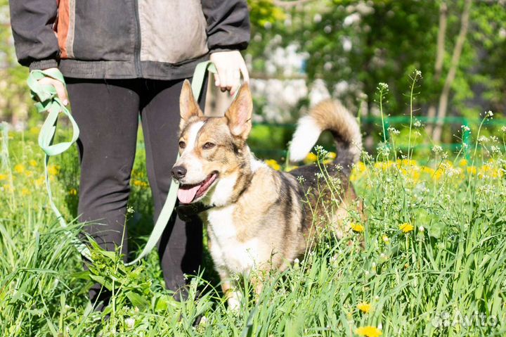 Собака Трейси в добрые руки