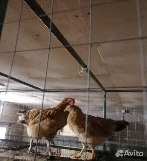 Цыплята кучинская юбилейная